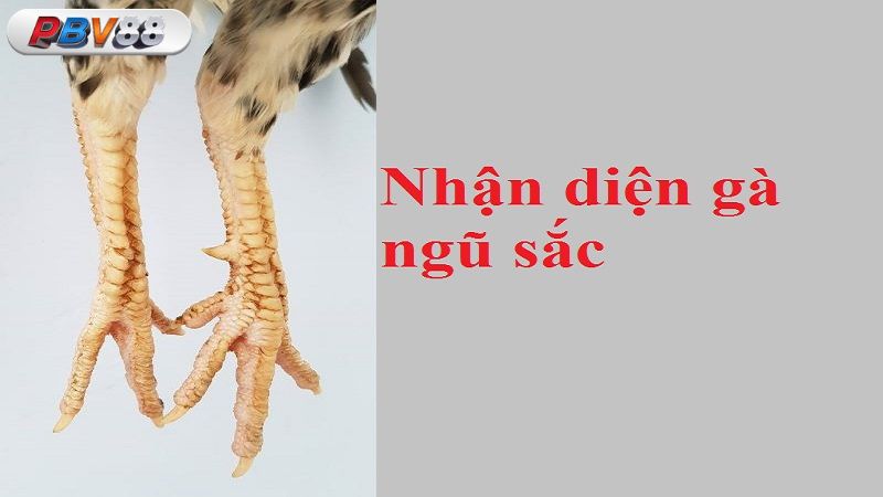 Nhận biết gà ngũ sắc dựa vào đặc điểm phần chân